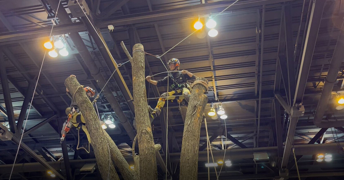 tree cabling expo demo